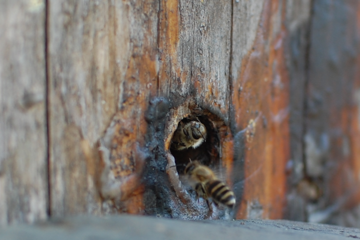 巣箱のミツバチ