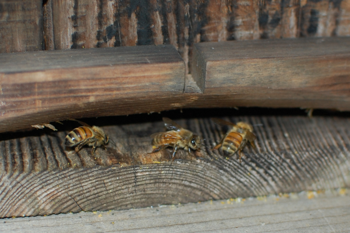 ニホンミツバチの巣箱その２