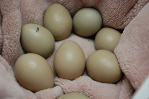雉の卵